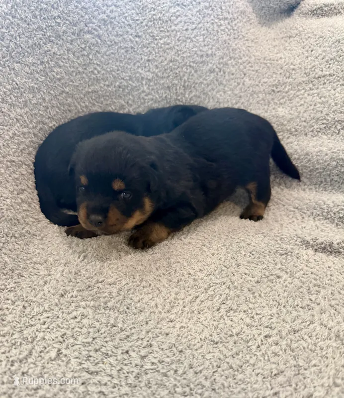 Remo – Rottweiler puppy for sale in Parker, CO