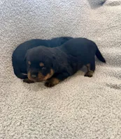 Remo, a male Rottweiler for sale in Parker, CO – 1 of 2
