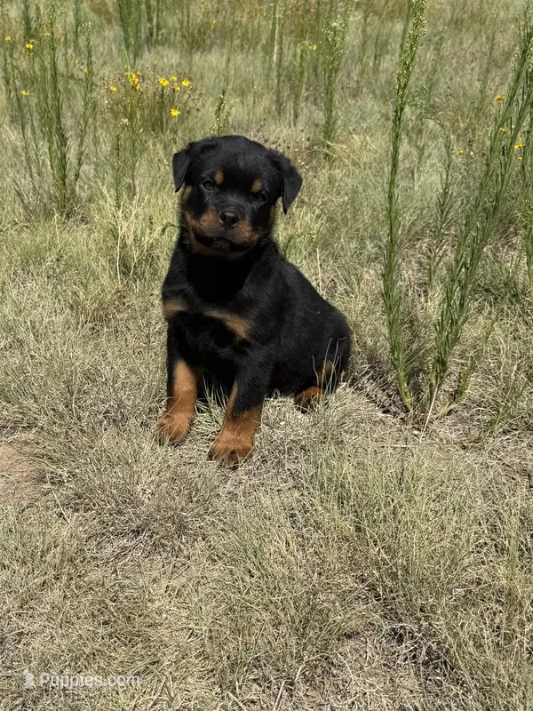 Rex – Rottweiler puppy for sale in Parker, CO