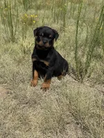 Rex, a male Rottweiler for sale in Parker, CO – 1 of 1