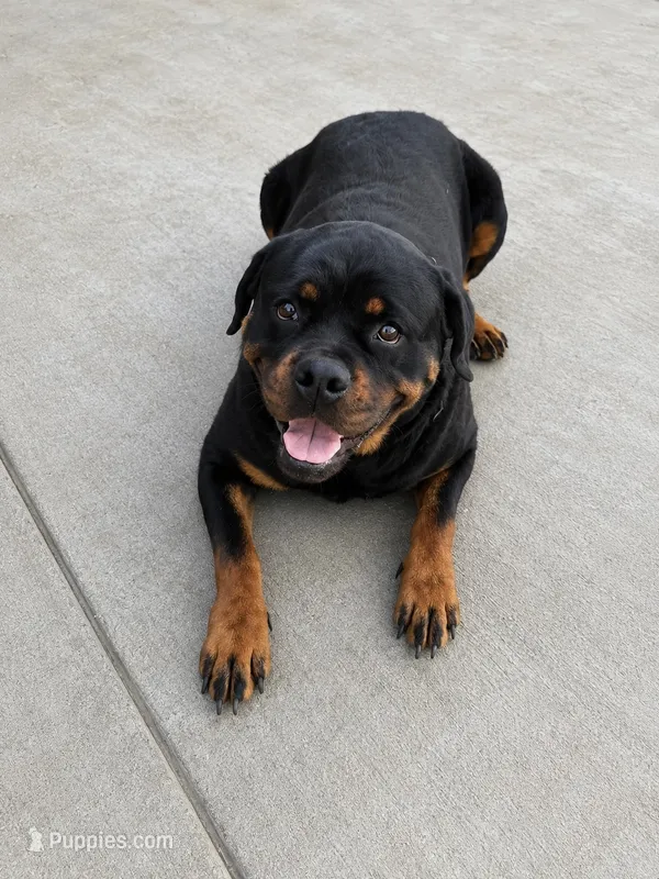 Ximazey (pregnant) – Rottweiler puppy for sale in Parker, CO