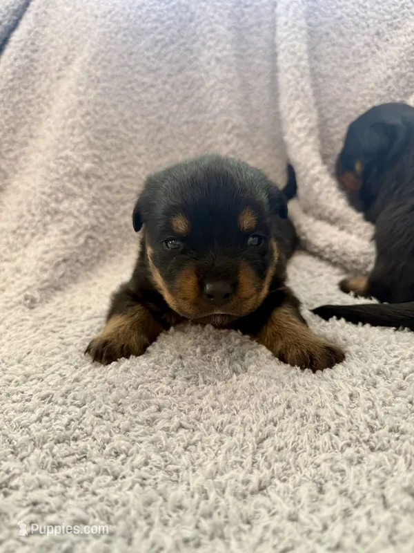 Sable – Rottweiler puppy for sale in Parker, CO