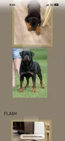 Meeka, a female Rottweiler for sale in Parker, CO – 4 of 4