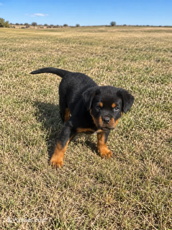Stormi – Rottweiler puppy for sale in Parker, CO