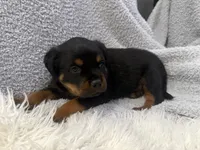 Stormi, a male Rottweiler for sale in Parker, CO – 2 of 2