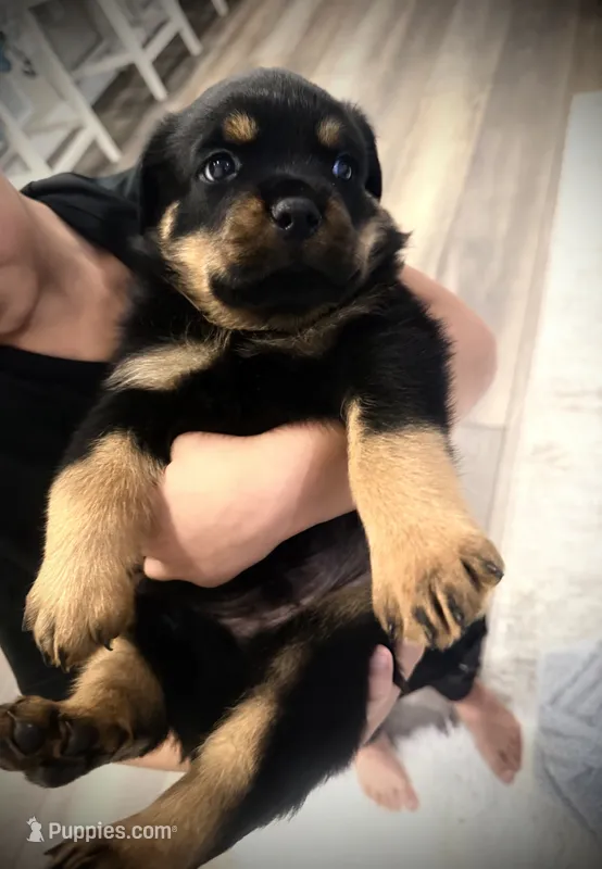 Thunder – Rottweiler puppy for sale in Parker, CO