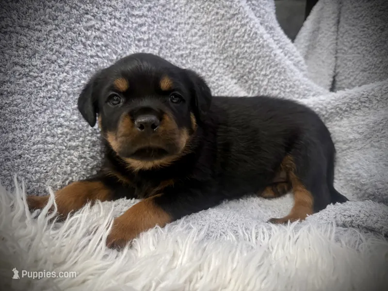 Stormi – Rottweiler puppy for sale in Parker, CO