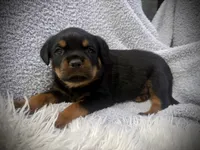 Stormi, a male Rottweiler for sale in Parker, CO – 1 of 2