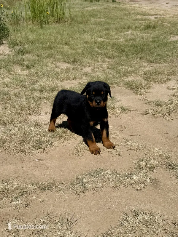 Meeka – Rottweiler puppy for sale in Parker, CO
