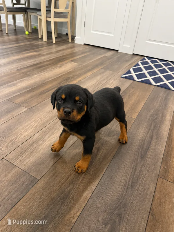 Daisy – Rottweiler puppy for sale in Parker, CO
