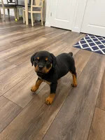 Daisy, a female Rottweiler for sale in Parker, CO – 1 of 1