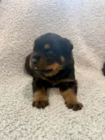 Thunder, a male Rottweiler for sale in Parker, CO – 1 of 2