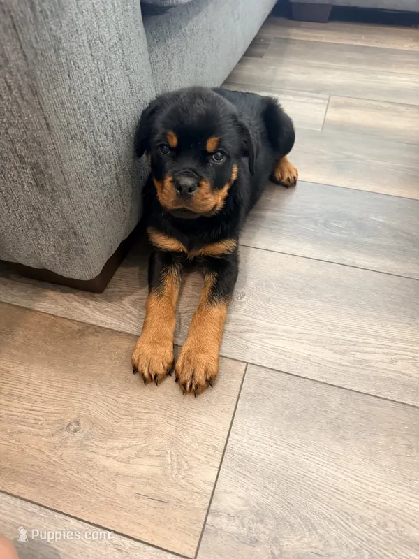Daisy – Rottweiler puppy for sale in Parker, CO
