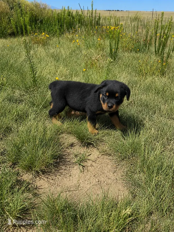 Tank – Rottweiler puppy for sale in Parker, CO