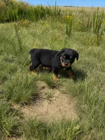 Tank, a male Rottweiler for sale in Parker, CO – 1 of 1