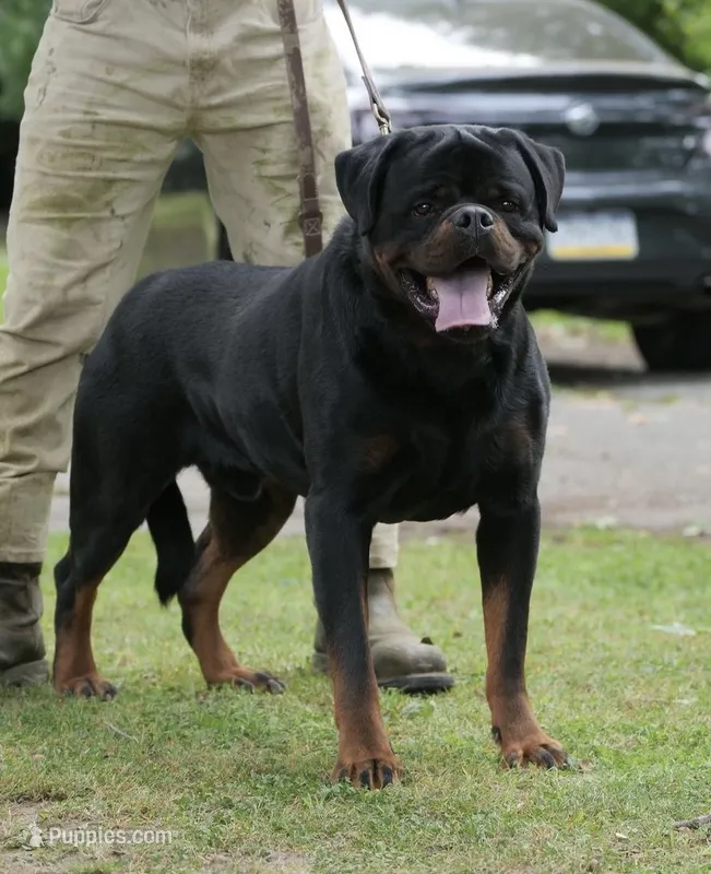 Nanuk Dark Force – Rottweiler puppy for sale in Parker, CO