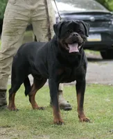 Nanuk Dark Force, a male Rottweiler for sale in Parker, CO – 2 of 3