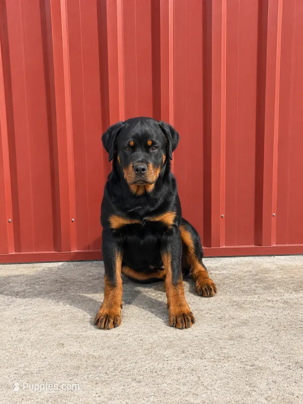 Meeka – Rottweiler puppy for sale in Parker, CO