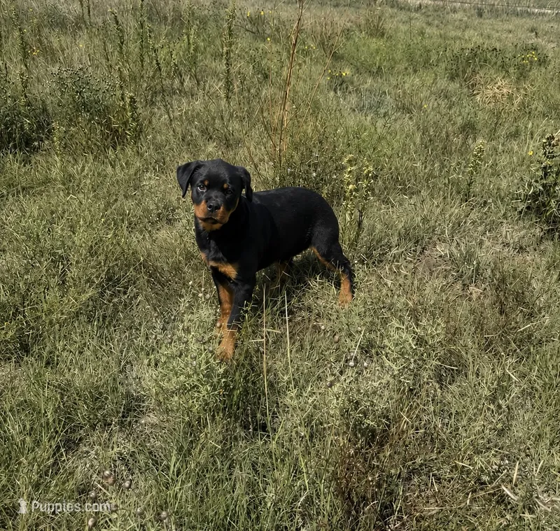 Meeka – Rottweiler puppy for sale in Parker, CO