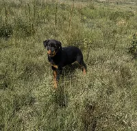 Meeka, a female Rottweiler for sale in Parker, CO – 2 of 4