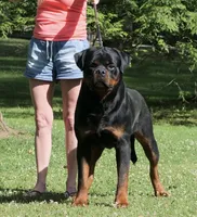 Bella , a female Rottweiler for sale in Parker, CO – 2 of 2