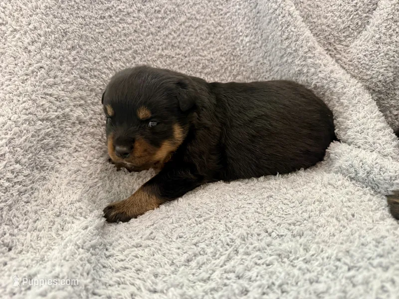 Stormi – Rottweiler puppy for sale in Parker, CO