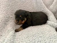 Stormi, a female Rottweiler for sale in Parker, CO – 1 of 2
