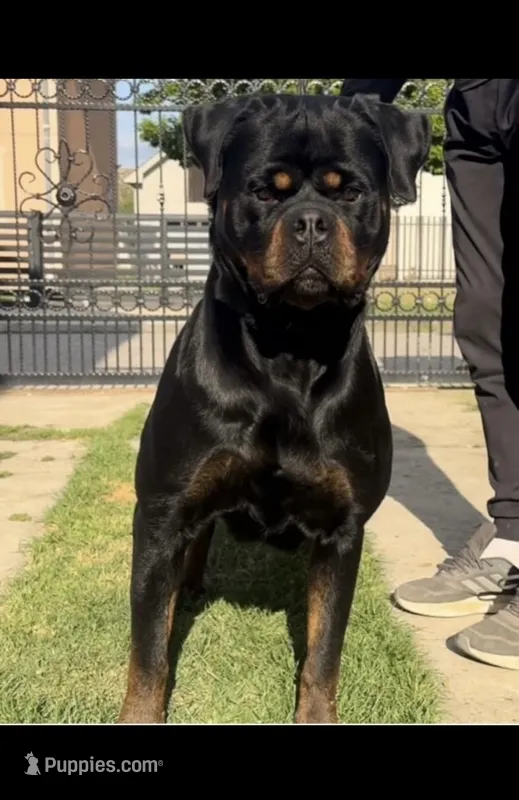 Misty(Marta mamba) winner CIVI  – Rottweiler puppy for sale in Parker, CO