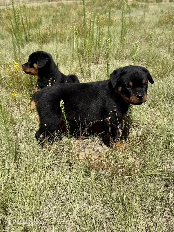 Ranger – Rottweiler puppy for sale in Parker, CO