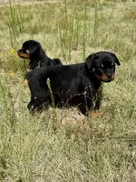 Ranger, a male Rottweiler for sale in Parker, CO – 1 of 2