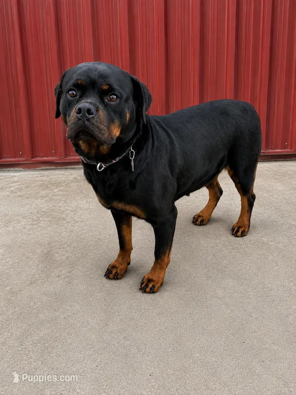 Bella (pregnant) – Rottweiler puppy for sale in Parker, CO