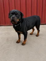 Bella (pregnant), a female Rottweiler for sale in Parker, CO – 1 of 1