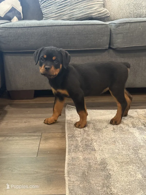 Dax – Rottweiler puppy for sale in Parker, CO