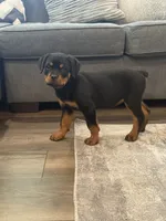 Dax, a male Rottweiler for sale in Parker, CO – 1 of 1