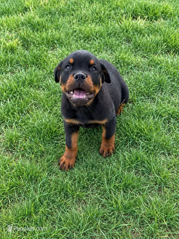 Flash – Rottweiler puppy for sale in Parker, CO