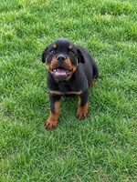 Flash, a  Rottweiler for sale in Parker, CO – 1 of 1