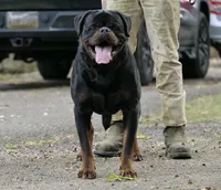 Nanuk Dark Force, a male Rottweiler for sale in Parker, CO – 3 of 3