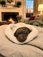 Hot Pink - Rosalina (Rosey), a female Labrador Retriever for sale in Cedar Hill, MO – 1 of 2