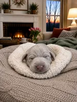 White - Daisy, a female Labrador Retriever for sale in Cedar Hill, MO – 1 of 2