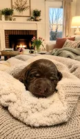 Neon Yellow - Dixie, a female Labrador Retriever for sale in Cedar Hill, MO – 1 of 2