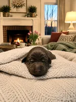 Red - Ludwig, a male Labrador Retriever for sale in Cedar Hill, MO – 1 of 2
