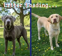 Neon Yellow - Dixie, a female Labrador Retriever for sale in Cedar Hill, MO – 2 of 2