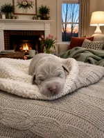 Blue - Honey, a female Labrador Retriever for sale in Cedar Hill, MO – 1 of 2