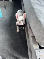 Luna, a female French Bulldog for sale in Dickson, TN – 4 of 4