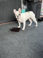 Luna, a female French Bulldog for sale in Dickson, TN – 3 of 4