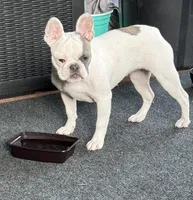 Luna, a female French Bulldog for sale in Dickson, TN – 2 of 4