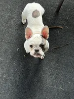 Luna, a female French Bulldog for sale in Dickson, TN – 1 of 4