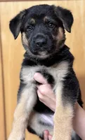 Morrah, a female German Shepherd Dog for sale in Wasilla, AK – 1 of 1