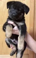 Hawkeye, a male German Shepherd Dog for sale in Wasilla, AK – 1 of 1