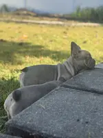 Willow, a female French Bulldog for sale in Riverside Township, NJ – Photo 2 of 10